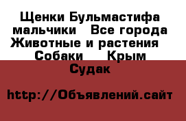 Щенки Бульмастифа мальчики - Все города Животные и растения » Собаки   . Крым,Судак